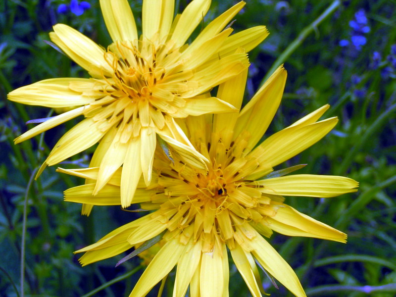 foto-narava.com - /VZHODNA KOZJA BRADA (Tragopogon orientalis)